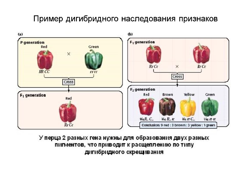 Пример дигибридного наследования признаков